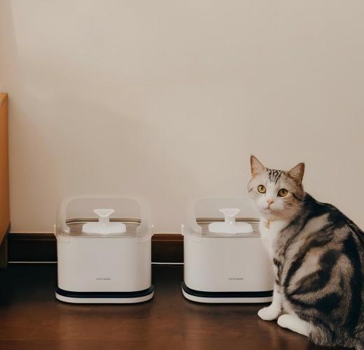Understanding Cat Dehydration and How to Prevent It - PETLIBRO