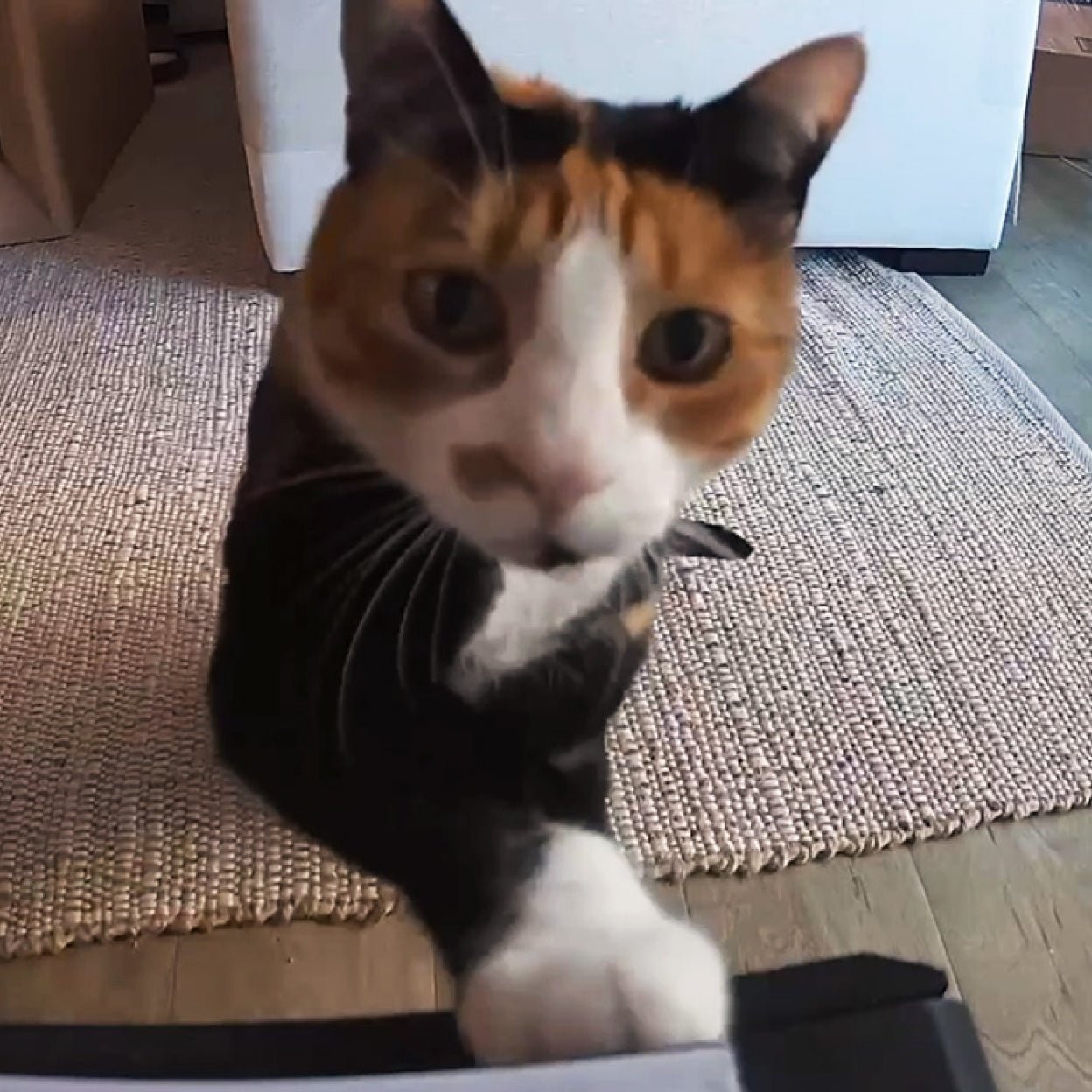 What Early Users Love Most about the New Scout Smart Camera - PETLIBRO