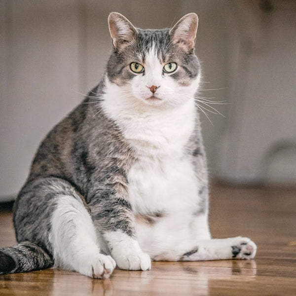 What Should You Do if Your Cat is Overweight?