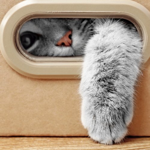 Why Do Cats Like Boxes: The Fascinating Science Behind Feline Behavior