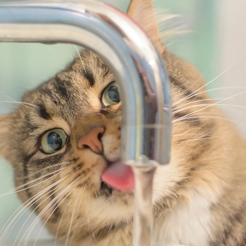 Why Is My Cat Not Drinking Water?