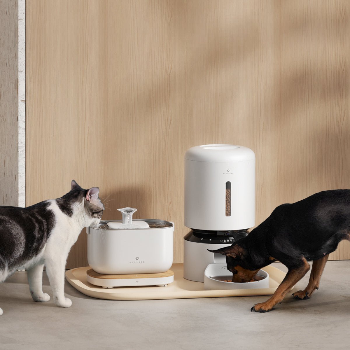 Cat using a pet water fountain beside a dog eating from an automatic feeder