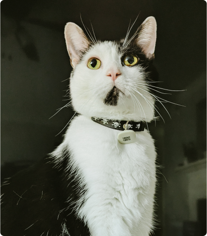 Petlibro PETLIBRO pet cat portrait, white with black patch and collar, not a litter box product image