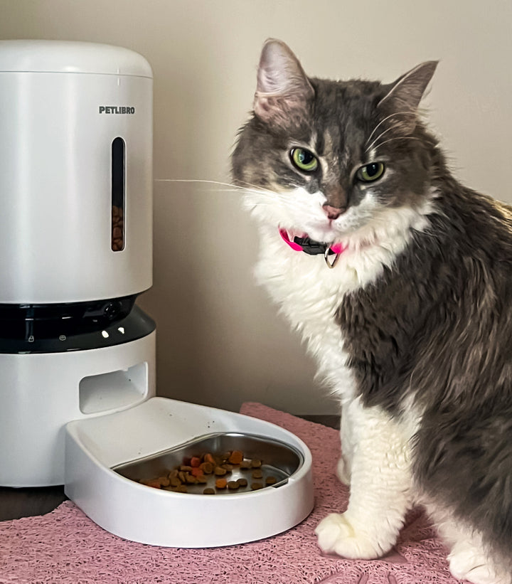 Petlibro PETLIBRO pet cat beside white automatic feeder; not a litter box, stainless bowl with kibble on pink mat indoors