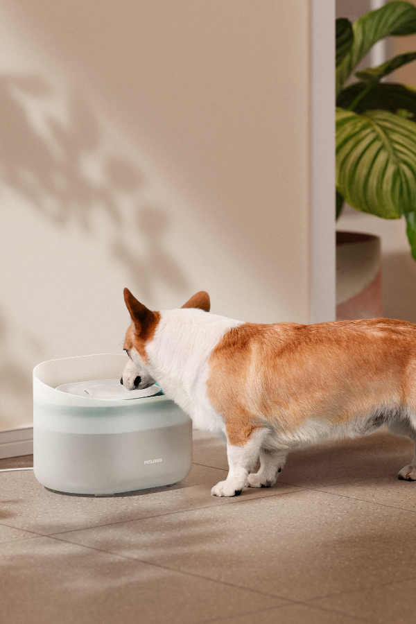 Largest dog water fountain best sale