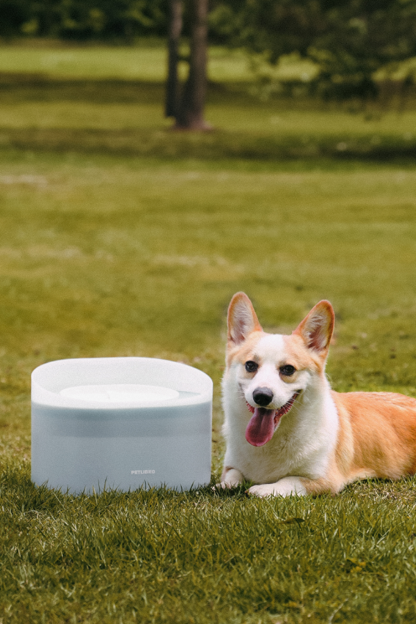 capsule dog fountain, petlibro dog fountain, dog water fountain, drinking, best, outdoor
