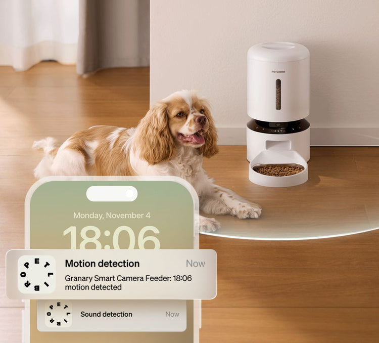 Petlibro smart automatic pet feeder in white with motion detection alert shown on phone, dispensing dry dog food near a brown and white dog
