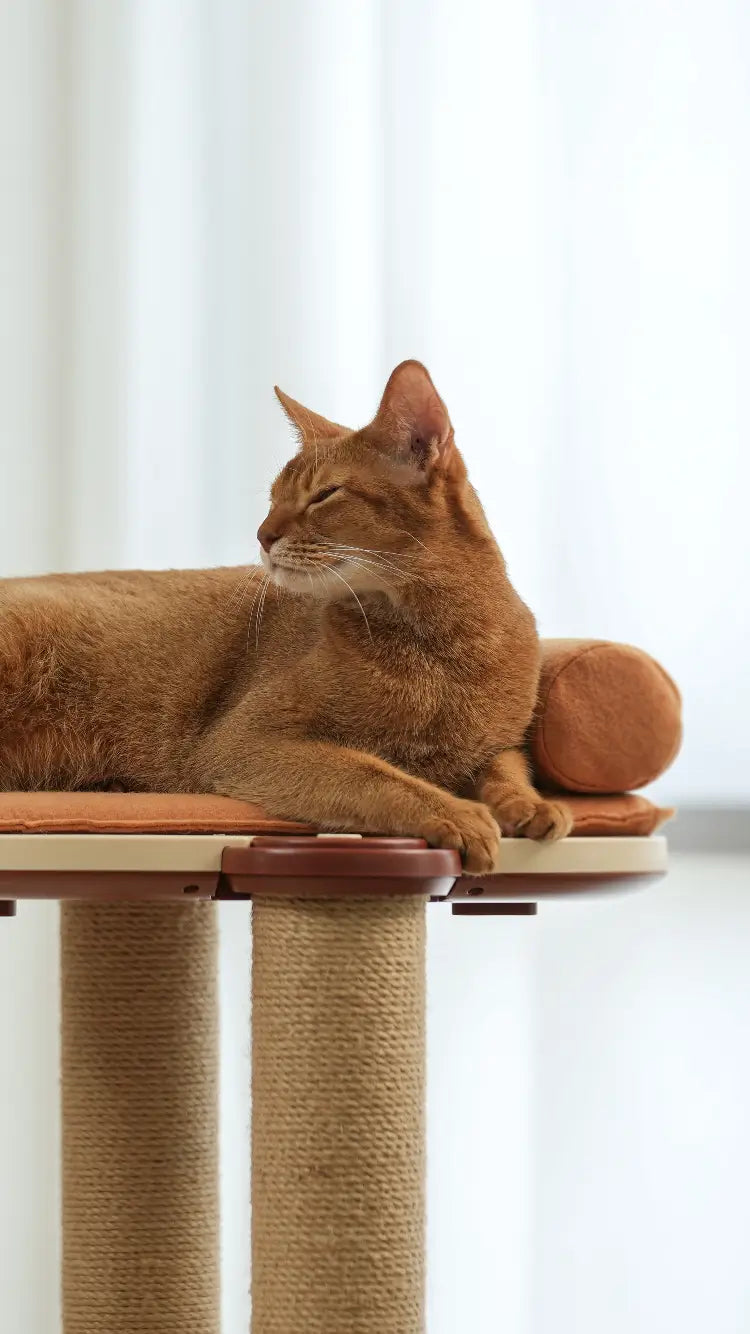 Pet trees for shop cats