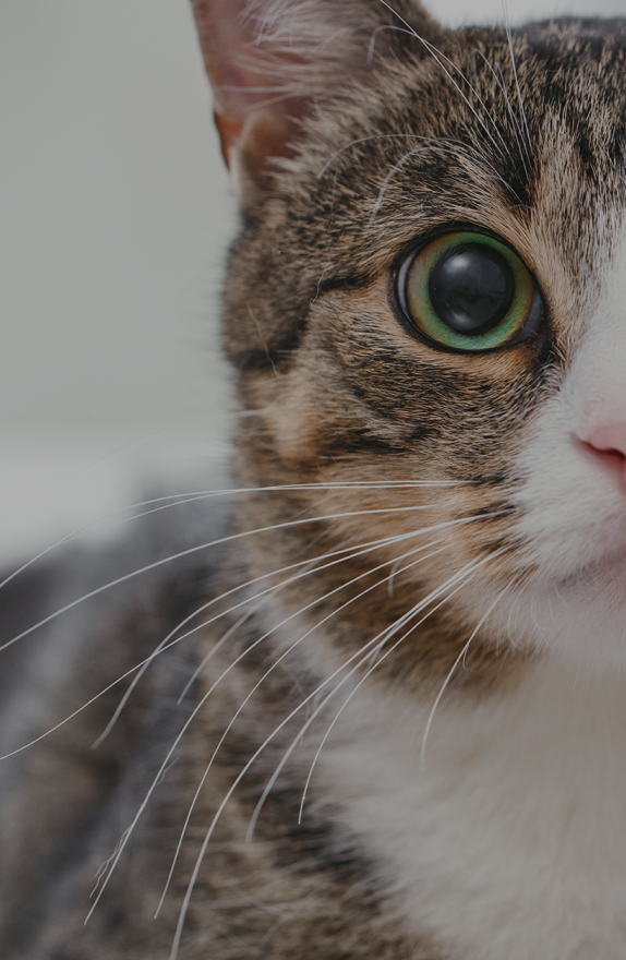 Petlibro close-up photo of a tabby cat's face showing green eye, white whiskers, and pink nose