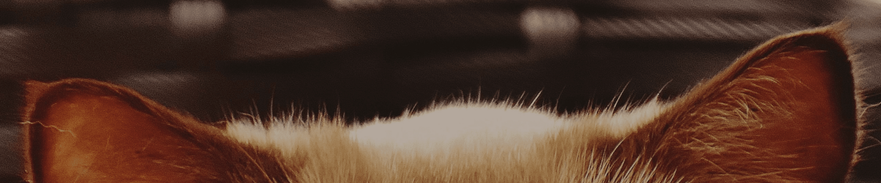 Petlibro close-up photo of a cat's ears and fur showing detailed texture and warm brown tones