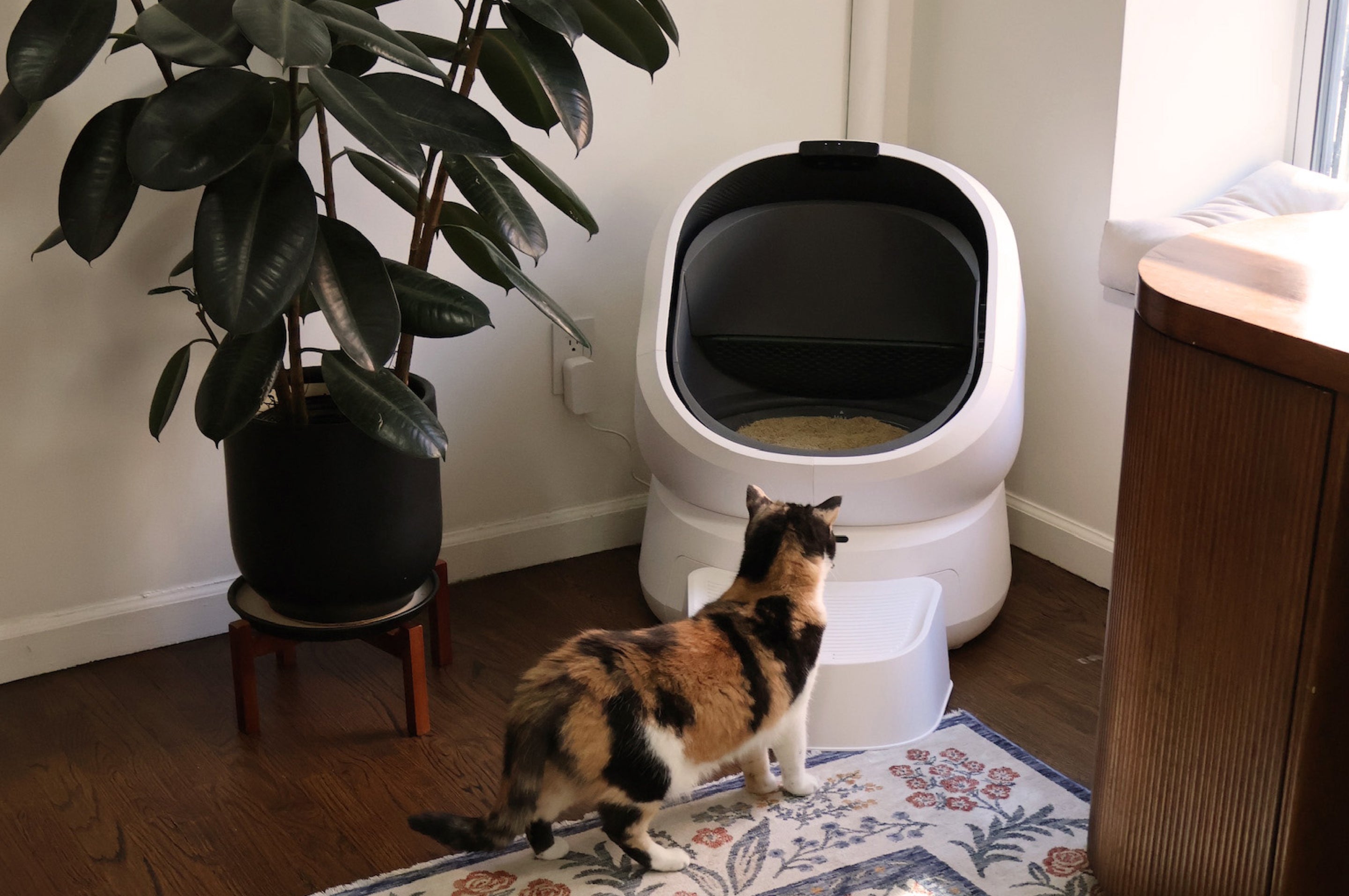 Petlibro automatic self-cleaning cat litter box in white with a calico cat approaching indoors on a floral rug