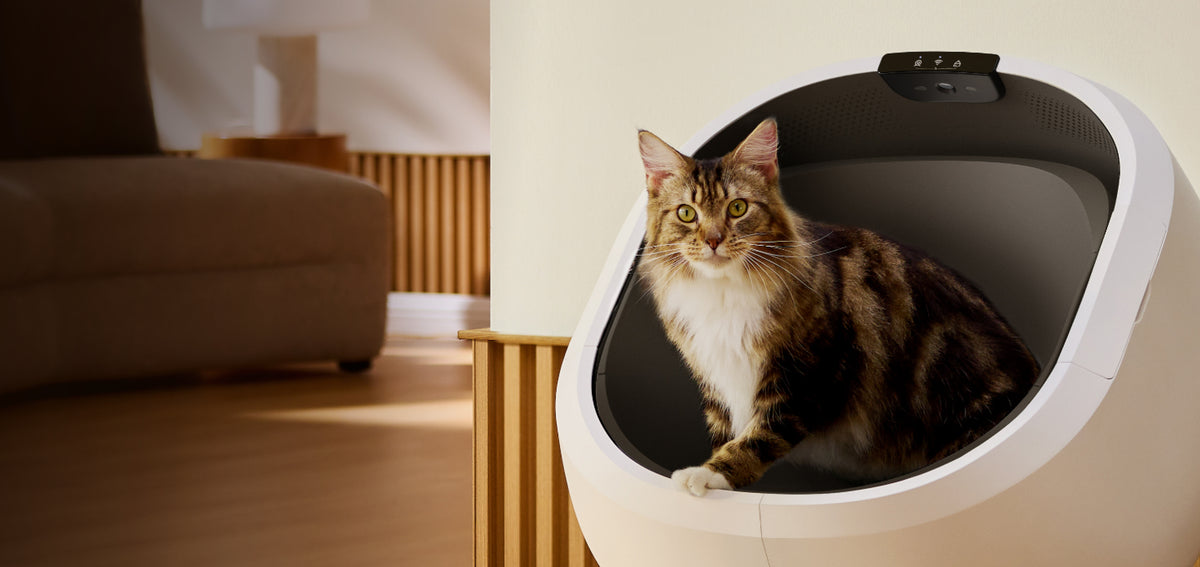 Best Automatic Litter Box | Luma Smart Litter Box by Petlibro