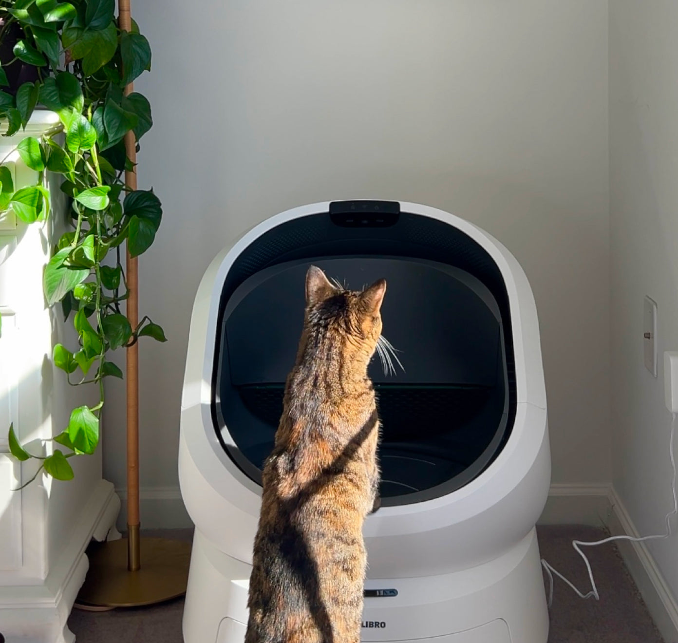 Petlibro automatic self-cleaning cat litter box in white with a tabby cat standing in front indoors near a plant