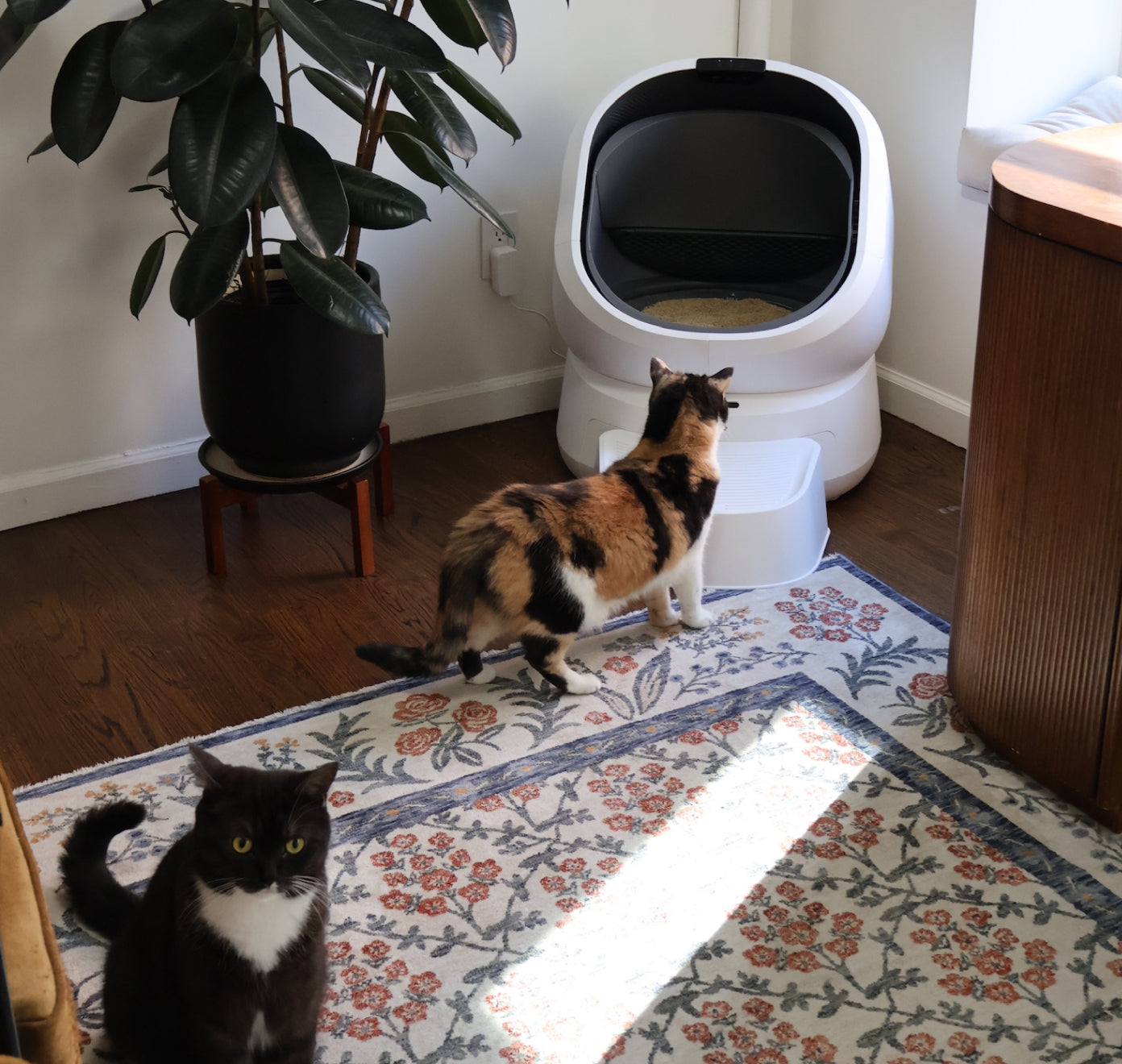 Petlibro automatic self-cleaning litter box in white with two cats nearby on a floral rug in a home setting