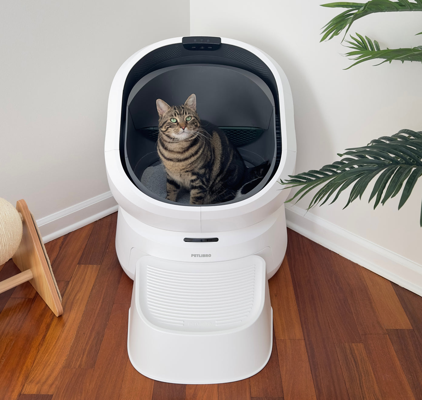Petlibro automatic self-cleaning cat litter box in white with a tabby cat inside on a wooden floor corner