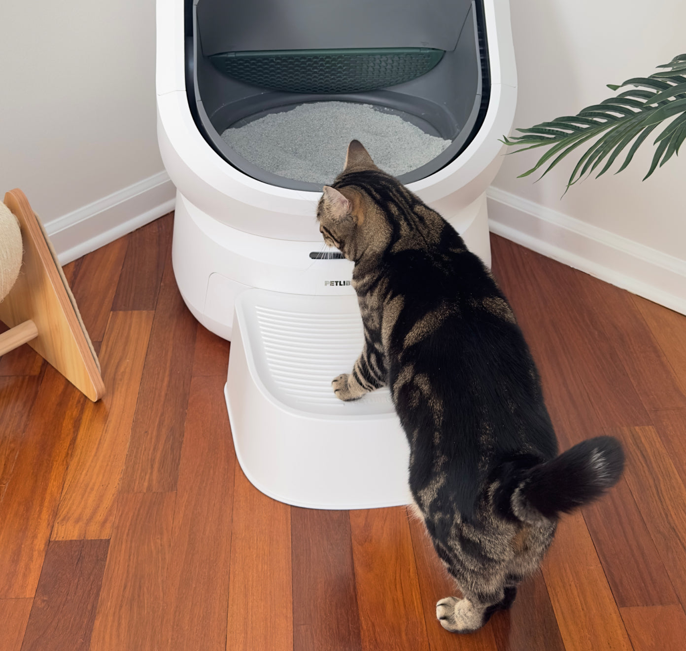 Petlibro automatic self-cleaning white cat litter box with step and a tabby cat approaching on wooden floor