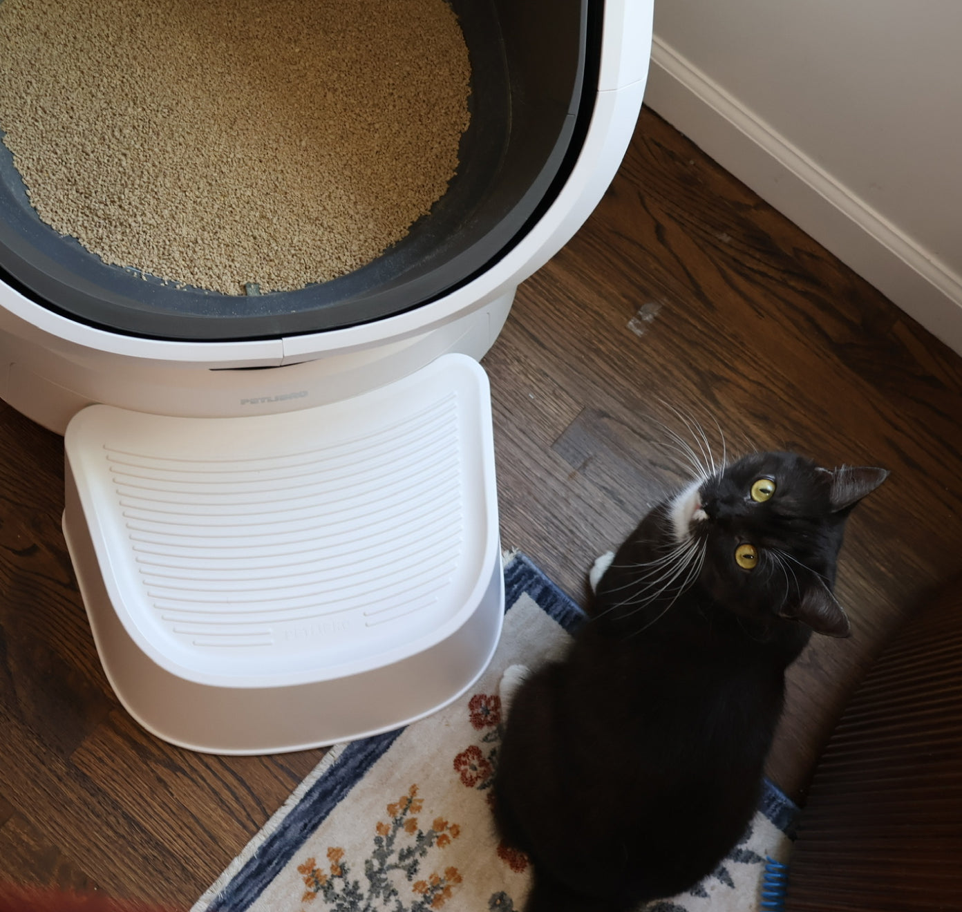 Petlibro automatic self-cleaning cat litter box in white with a black and white cat sitting nearby on a wooden floor and floral rug