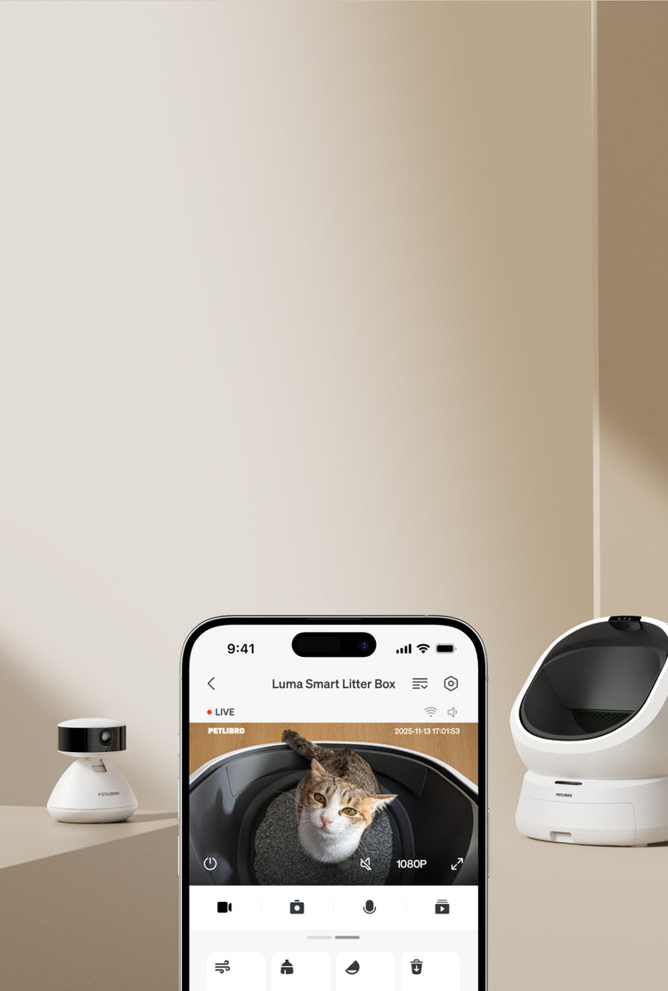 Petlibro smart litter box system with white automatic cat litter box, monitoring camera, and mobile app showing live cat view