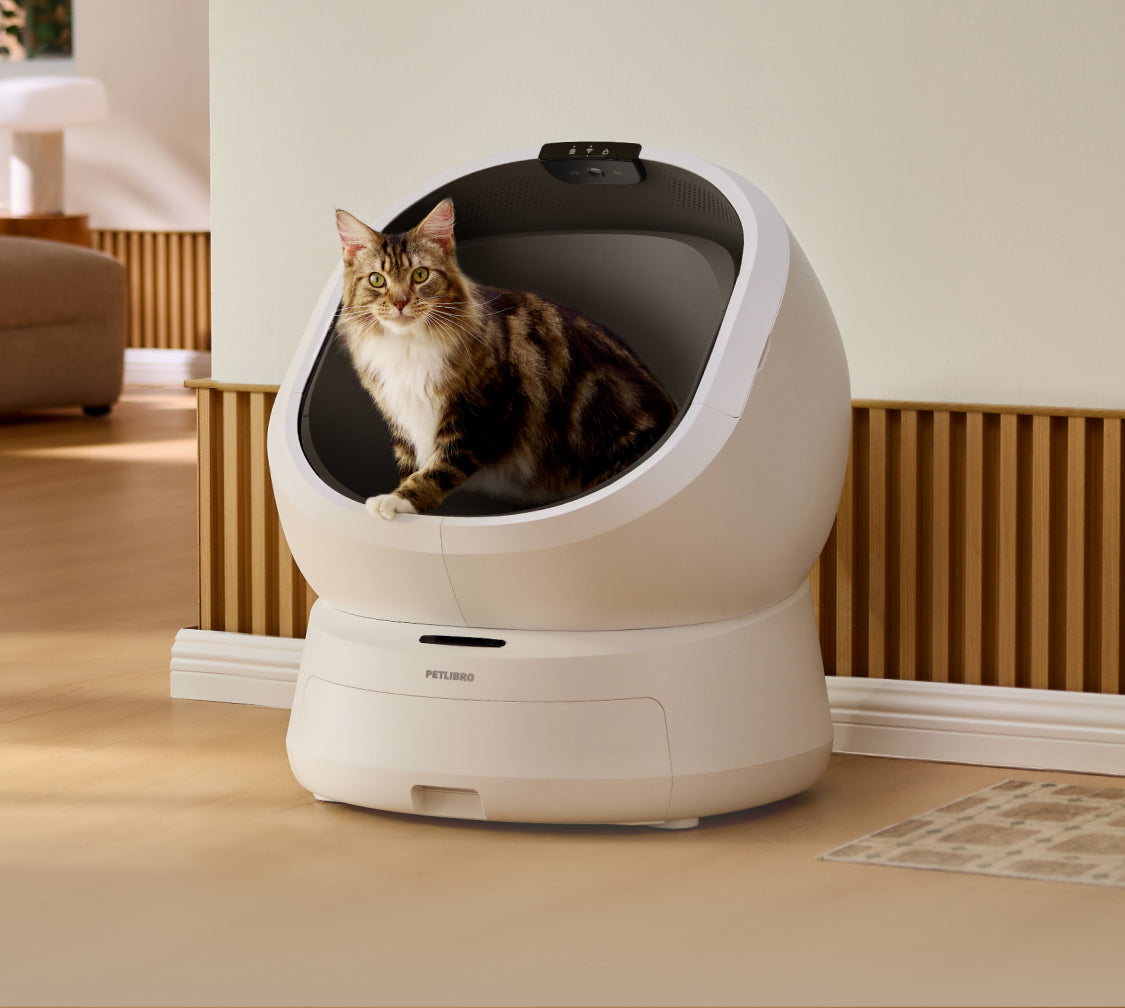 Petlibro automatic self-cleaning cat litter box in white with a tabby cat inside, placed in a modern home setting