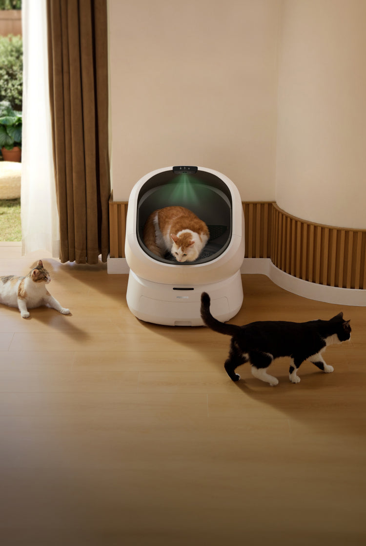 Petlibro automatic self-cleaning litter box in white with a cat inside and two cats nearby in a modern indoor setting