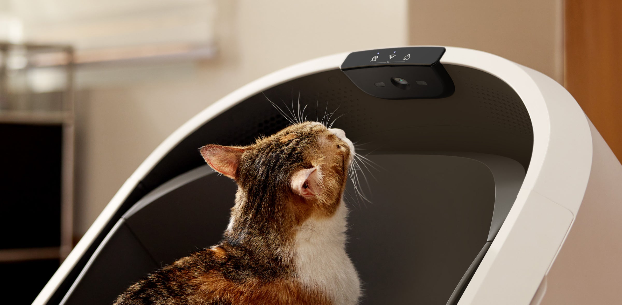 Petlibro automatic self-cleaning litter box with white curved design and a cat inside looking at the sensor panel