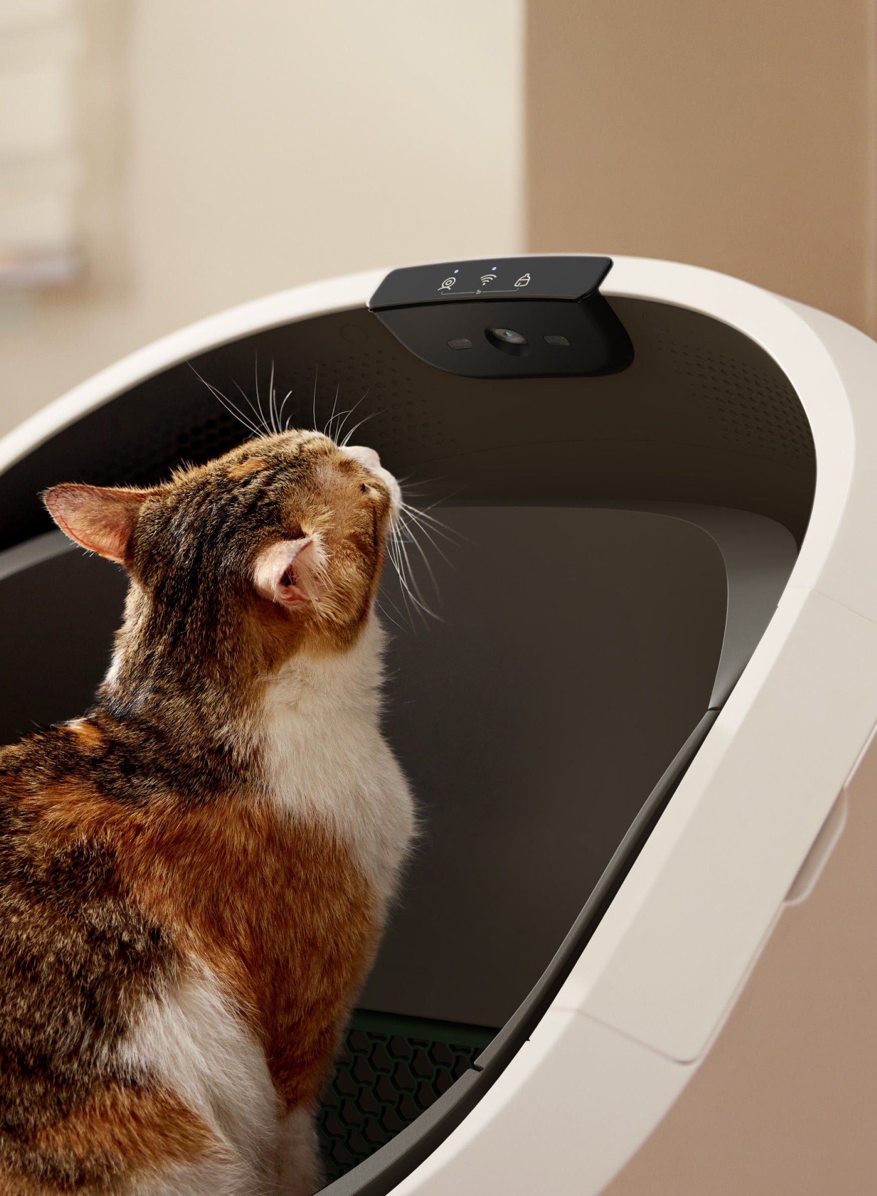 Petlibro automatic self-cleaning cat litter box in white with a calico cat inside looking at the sensor panel