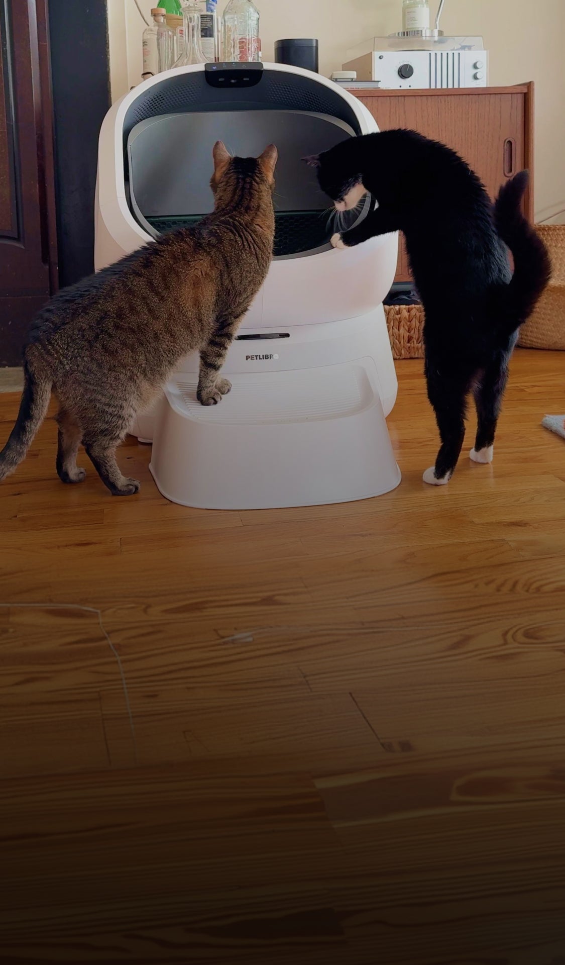 At home with Girls and Their Cats