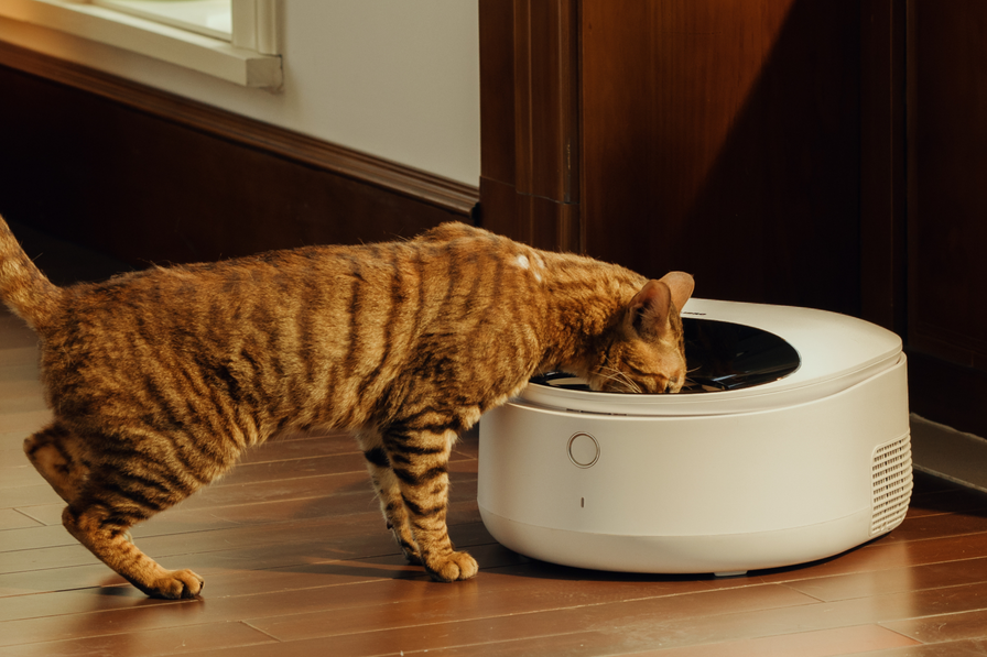 Polar Smart Wet Food Feeder