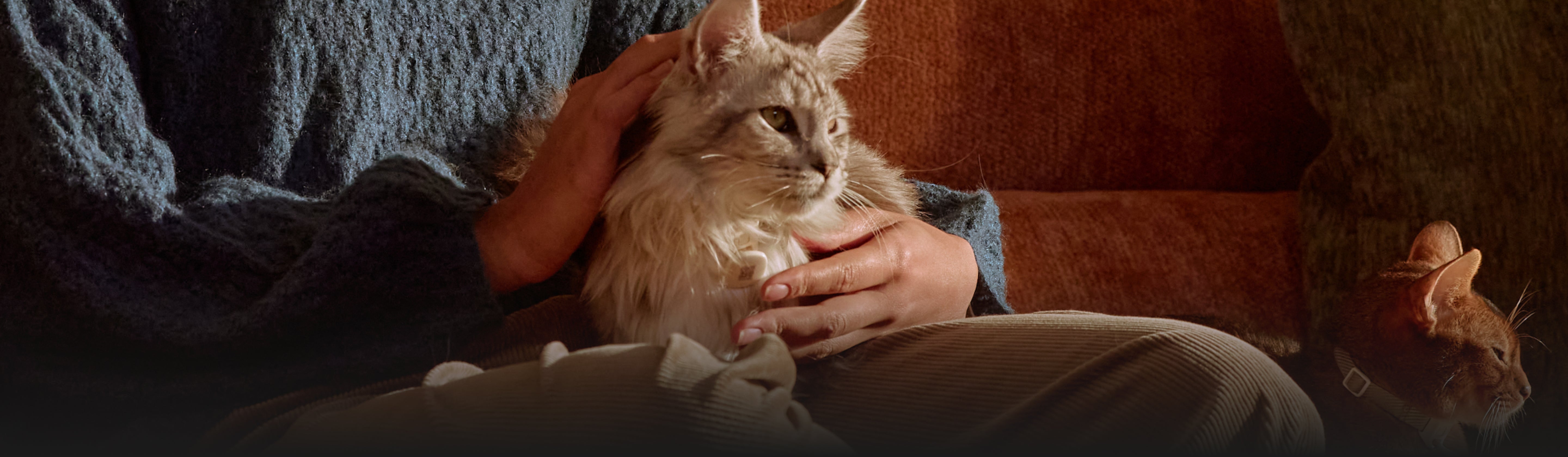 Petlibro Petlibro Luma、Petlibro Luma odor control cats cuddled on sofa, cozy home scene for luma smart litter box deodorizer use