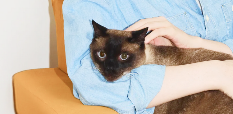 Petlibro PETLIBRO pet cat cuddled in arms, Siamese cat resting on blue shirt; litter box keyword placeholder for SEO