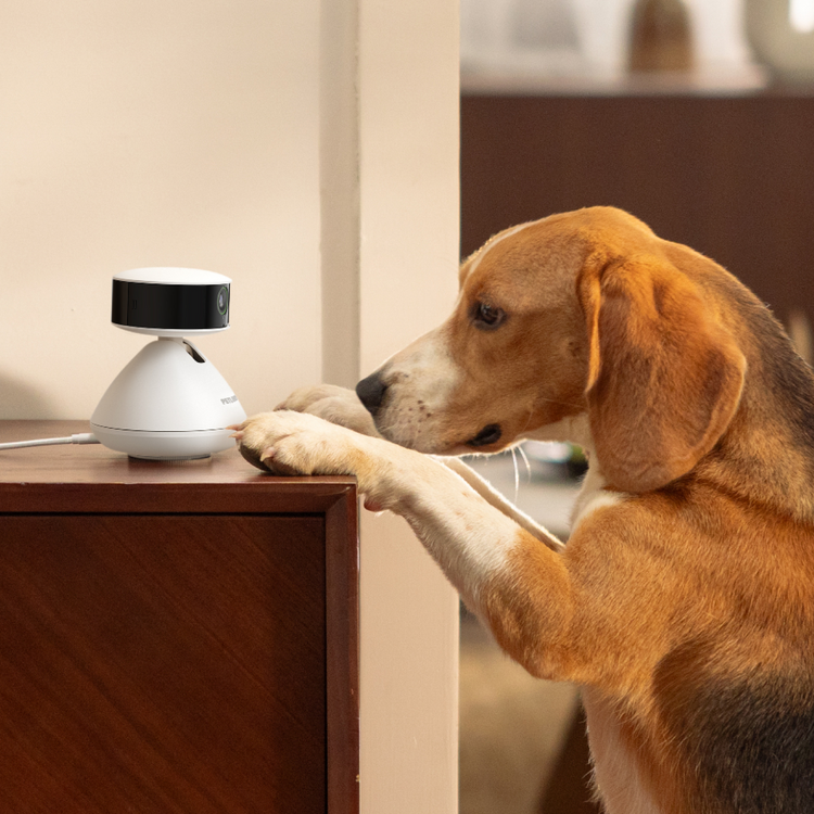 One RFID Smart Feeder, Dockstream 2 Fountain & Scout Camera | PETLIBRO One RFID Smart Feeder, Dockstream 2 Fountain & Scout Camera | PETLIBRO