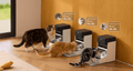 Petlibro automatic pet feeders in black and white with three cats eating, showing daily feeding data on a wooden floor.
