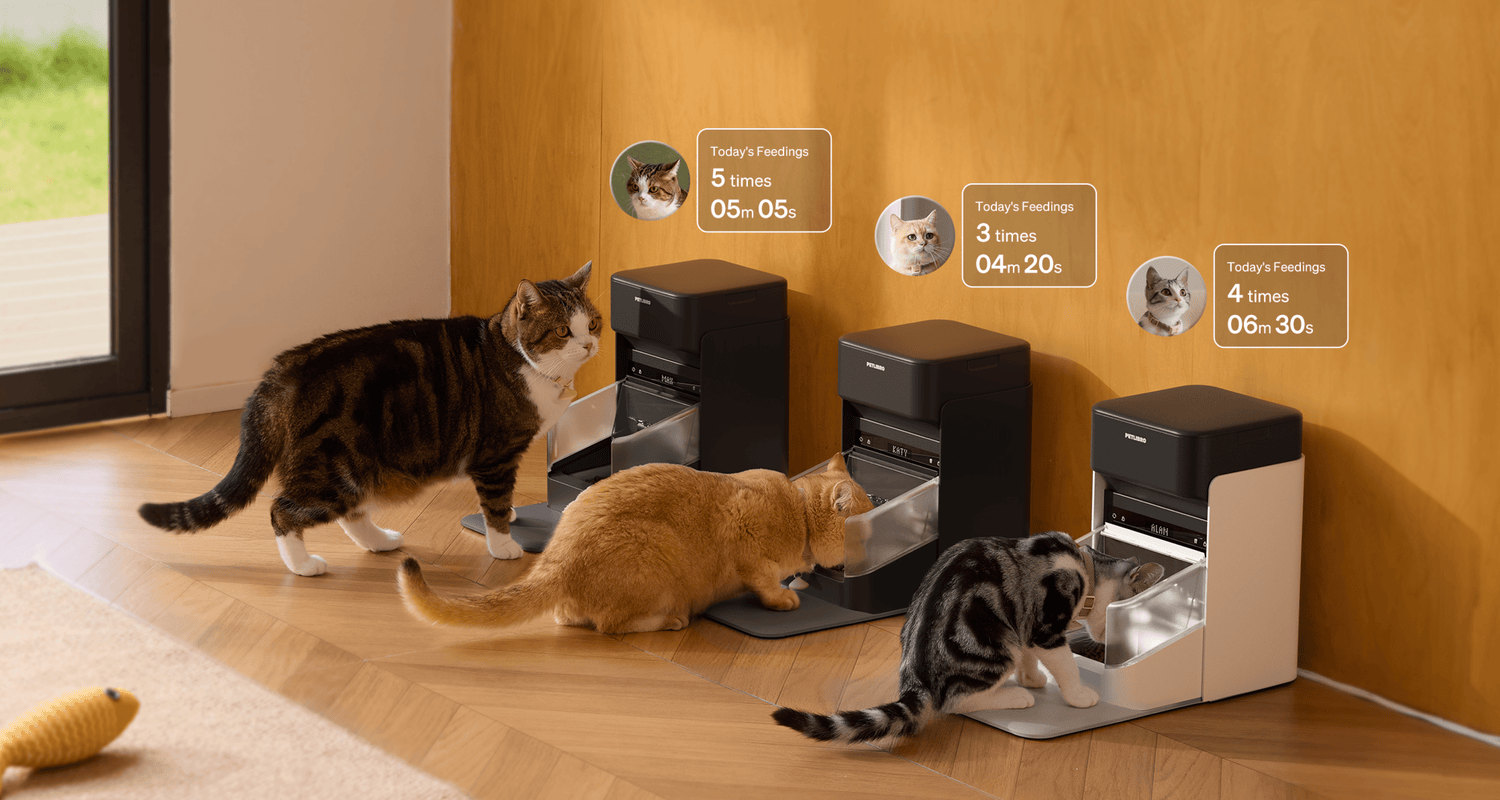 One RFID Cat Feeder for Multiple Cats | PETLIBRO One RFID Cat Feeder for Multiple Cats | PETLIBRO
