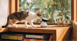 Petlibro PETLIBRO pet cat sniffing white smart camera on windowsill; litter box monitoring accessory in sunny home setting