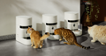 Petlibro Multi-Cat Feeding pet feeder for multiple cats, rfid cat feeder; smart cat feeder with camera, portion control, reliable WiFi proof of feeding petlibro vs petkit best automatic cat feeder reddit