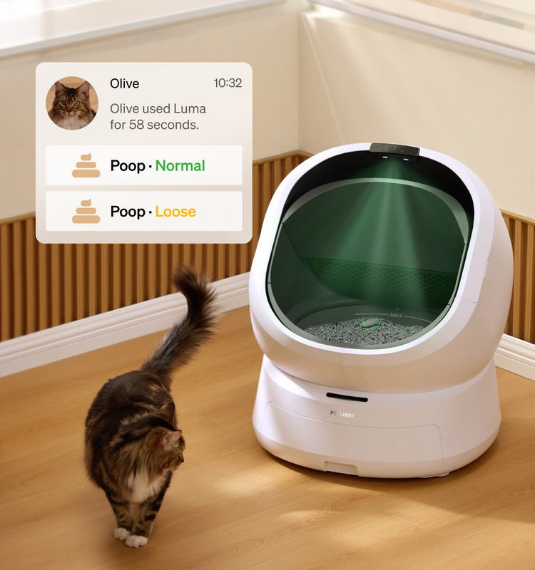 Petlibro smart automatic cat litter box in white with app monitoring cat health and waste status in home setting