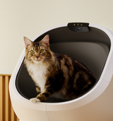 Petlibro automatic self-cleaning litter box in white with a tabby cat inside, designed for indoor pet hygiene maintenance