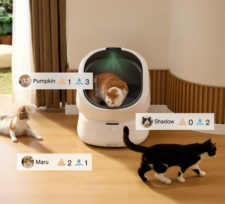 Petlibro automatic self-cleaning litter box in white with three cats nearby and usage tracking icons displayed