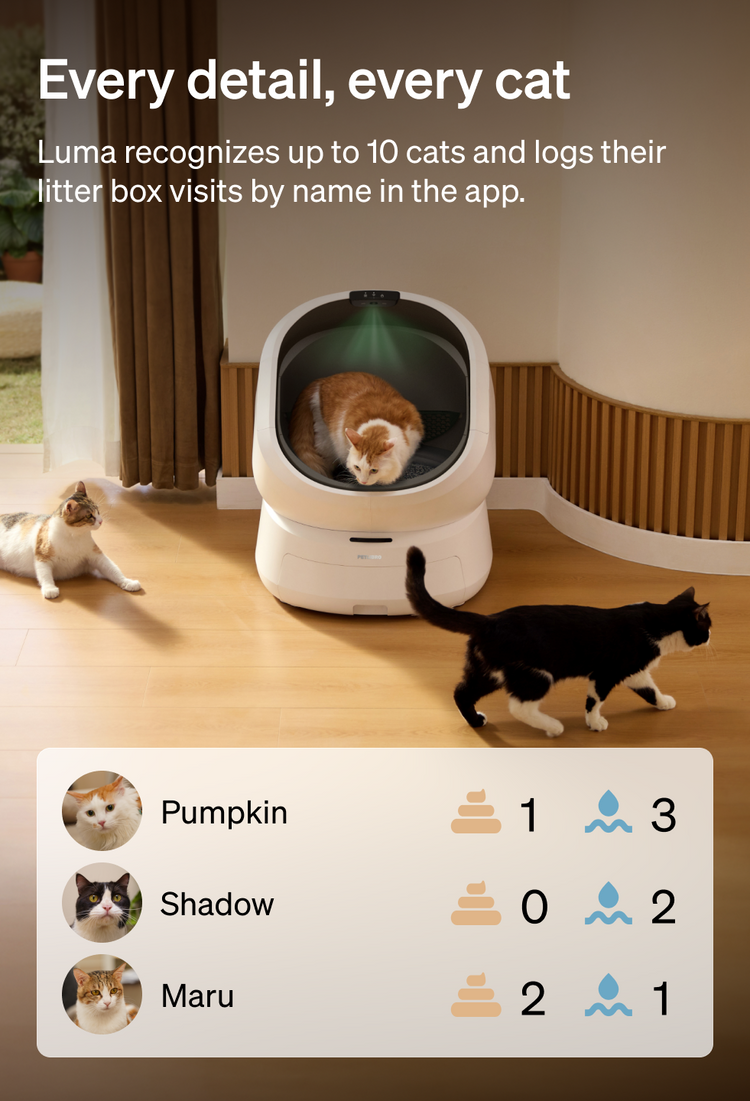 Petlibro PETLIBRO smart pet litter box with cat inside, app tracking multiple cats in a modern home scene