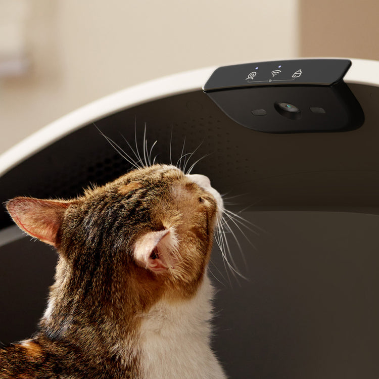 Petlibro smart pet feeder with built-in camera and Wi-Fi, shown with a brown and white cat looking up at the device