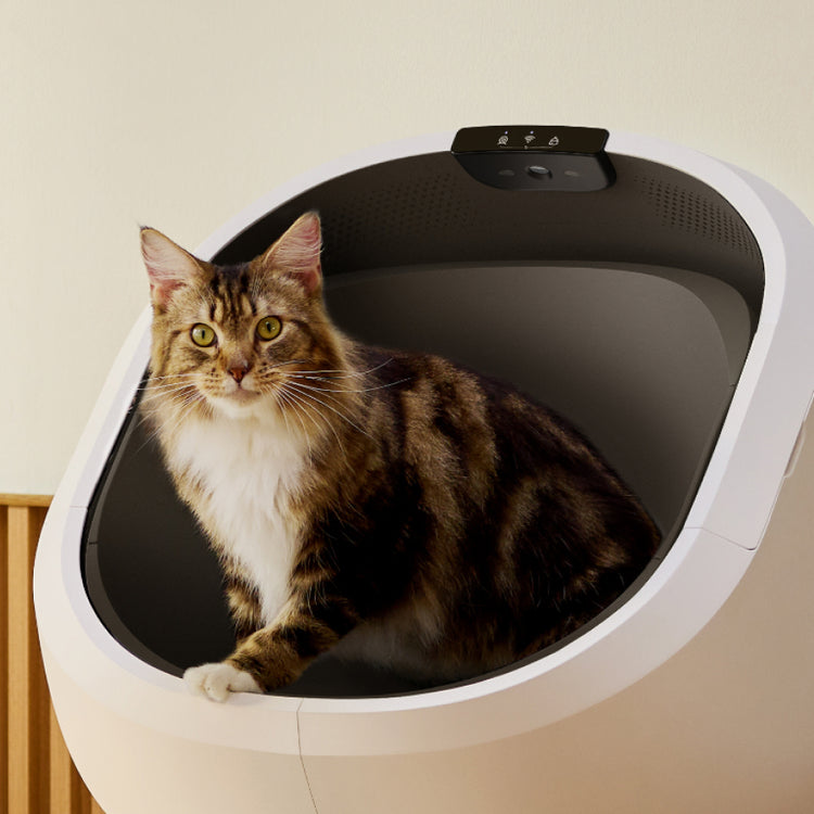 Petlibro automatic self-cleaning litter box in white with a tabby cat sitting inside, designed for indoor pet hygiene.
