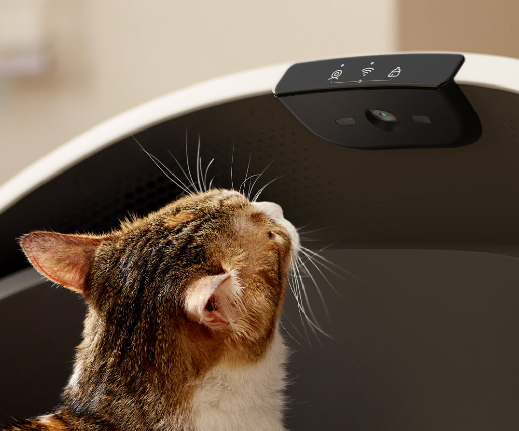 Petlibro smart pet feeder with built-in camera and Wi-Fi indicator in black and white, cat looking up at device