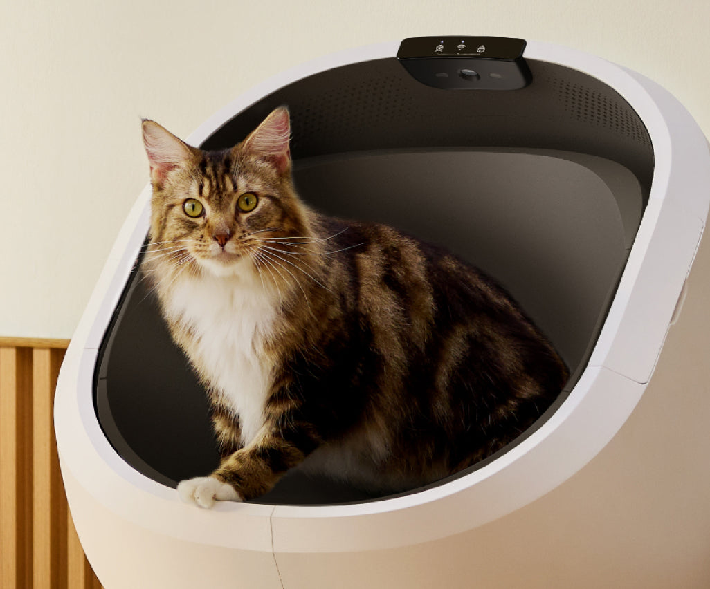 Petlibro automatic self-cleaning cat litter box in white with a tabby cat inside, designed for hygienic pet care.