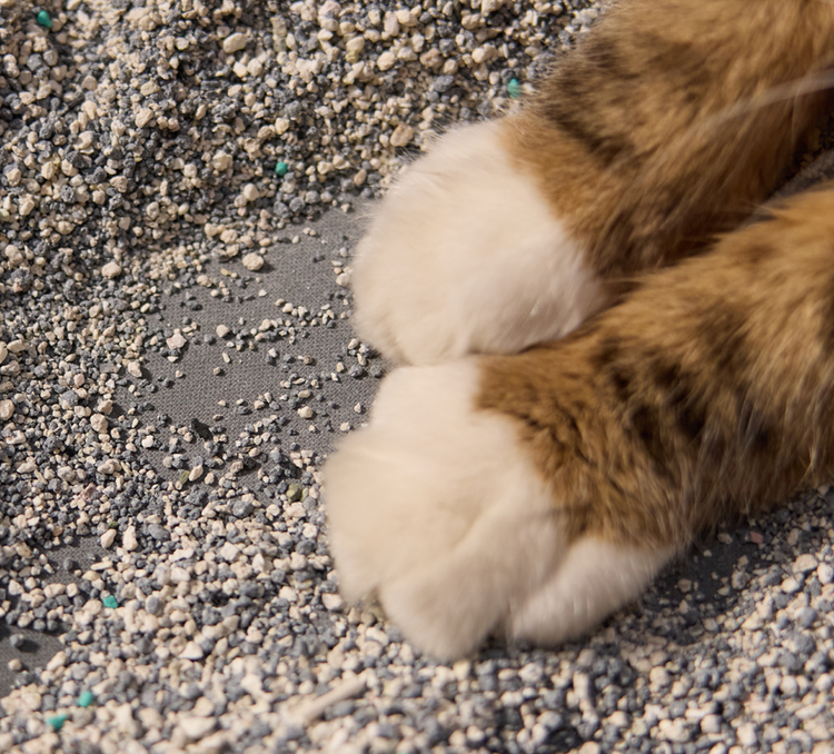 Petlibro close-up of a cat's white and brown paws resting on multi-colored clumping cat litter granules