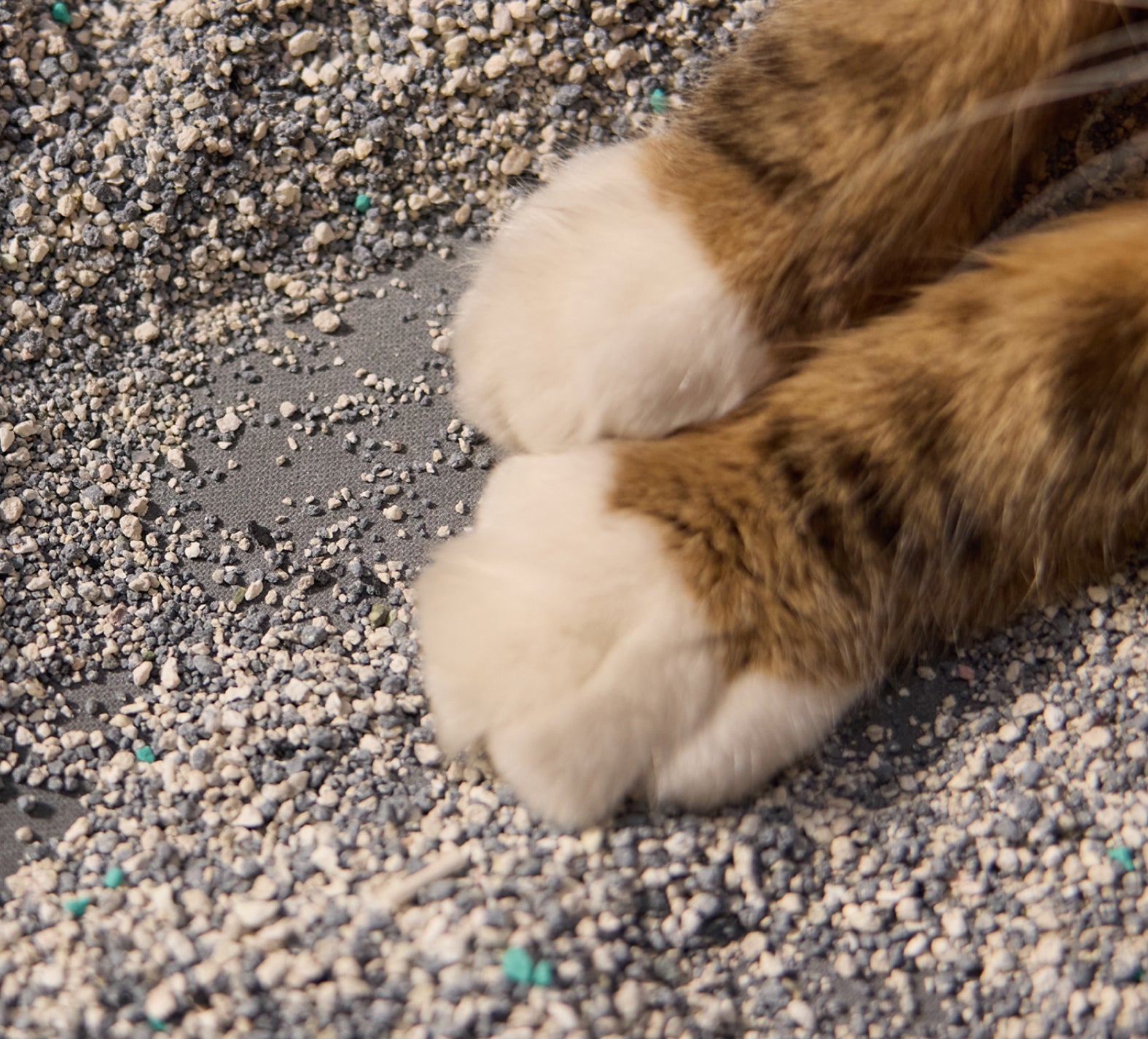 Petlibro close-up of a cat's white and brown paws resting on gray and white clumping cat litter granules