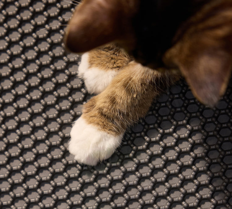 Petlibro close-up of a cat's brown and white paws resting on a textured black rubber mat with hexagonal pattern