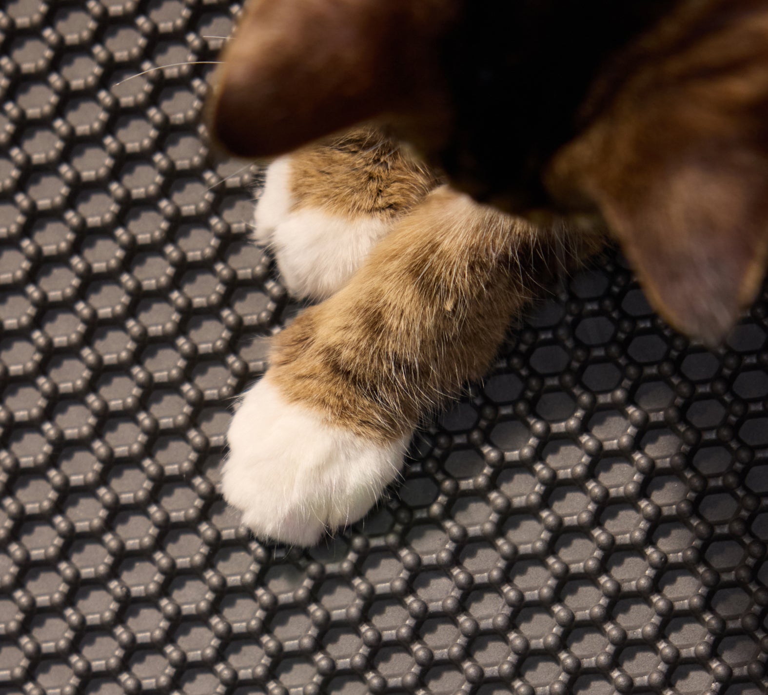 Petlibro textured black litter mat with close-up of a cat's brown and white paws resting on it