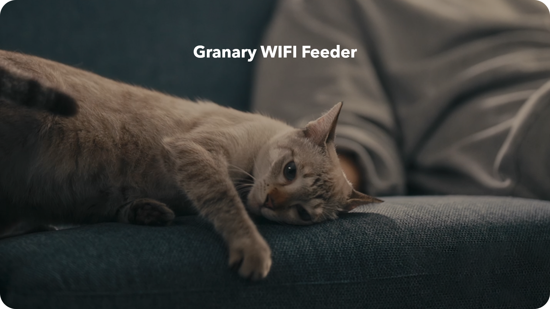 Petlibro PETLIBRO pet cat lounging on blue sofa with text “Granary WIFI Feeder”, litter box keyword included