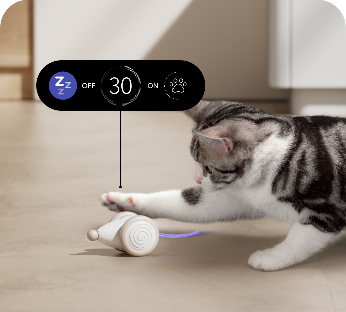 Cat toys automatic online