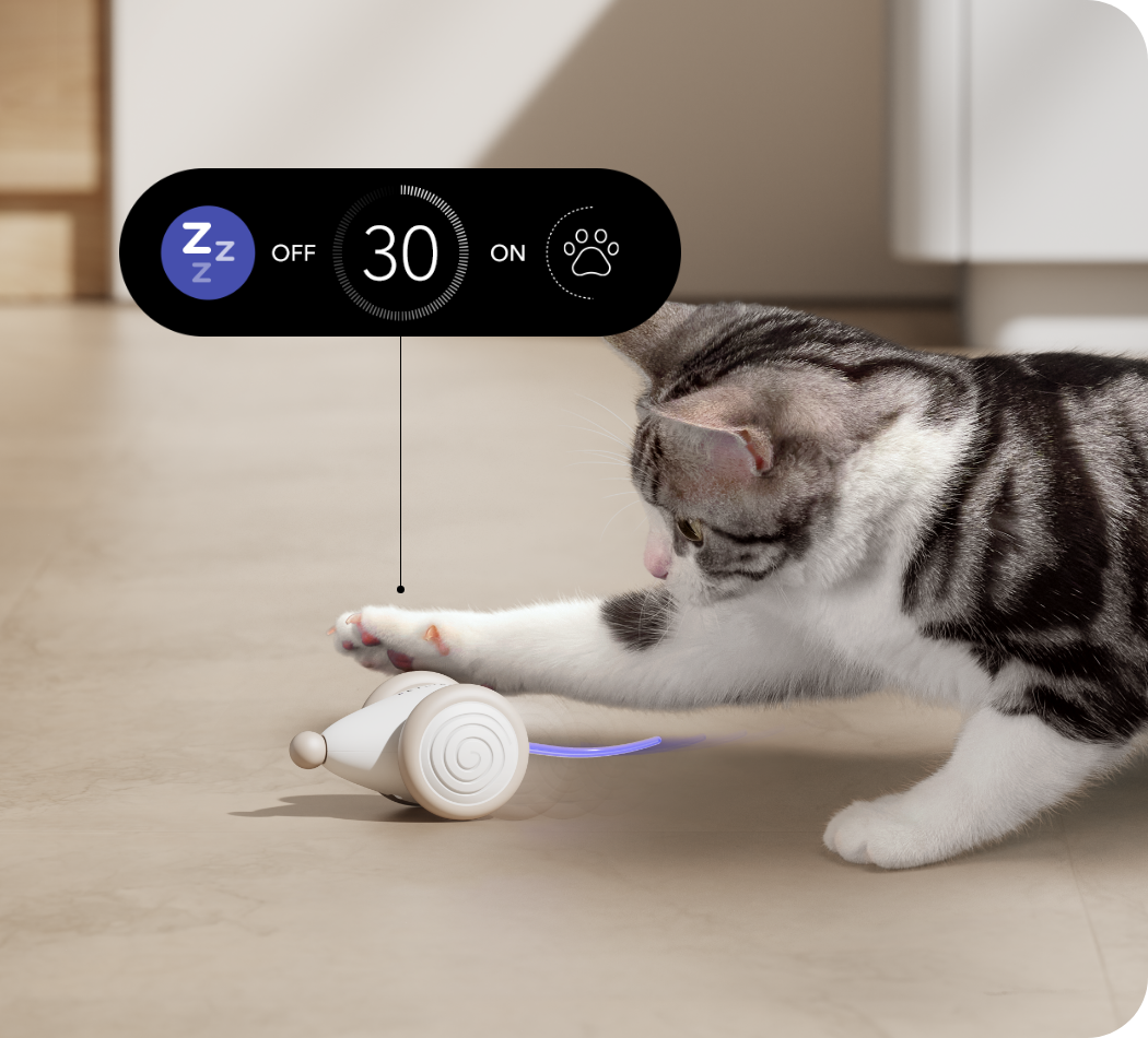 Interactive cat 2024